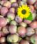 Zeige Details für Äpfel Fuji 3kg Bild von Äpfel Fuji 3kg