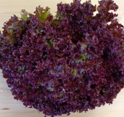 Bild von Salat rot