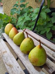 Bild von Bio-Birnen Xenia 1 kg