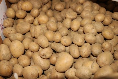 Bild von Kartoffel "Corinna" 2 kg