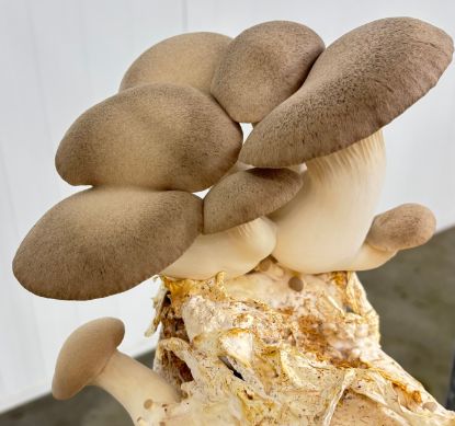 Picture of Pilze Kräuterseitling 250g