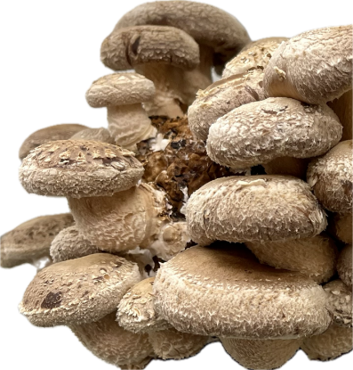 Picture of Pilze Shiitake 200g