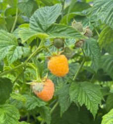Picture of Himbeeren 150g