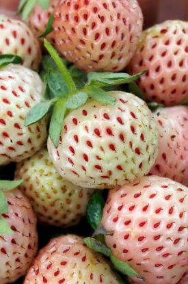 Bild von -50% Weiße Erdbeeren